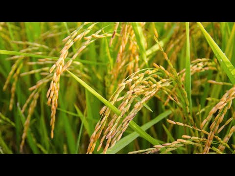 Vidéo: Prévenir la pourriture de la gaine des cultures de riz - Comment traiter le riz avec la maladie de la pourriture de la gaine