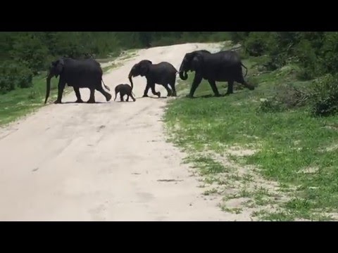 Video: Vikerkaareelevantide põõsa kasvatamine – õppige vikerkaarepõõsa hooldamise kohta