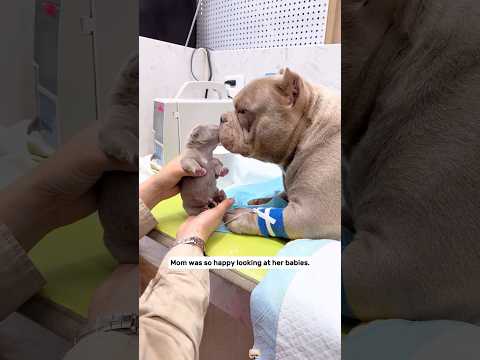 The pregnant dog almost had dystocia and then…#animalrescue #dog #lovestory #fyp