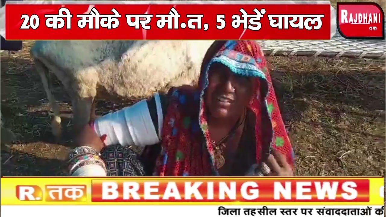 धामनोद || अंध गति ट्रक ने 25 भेड़ों को रौंदा, 20 की मौके पर मौ.त, 5 भेडें घायल