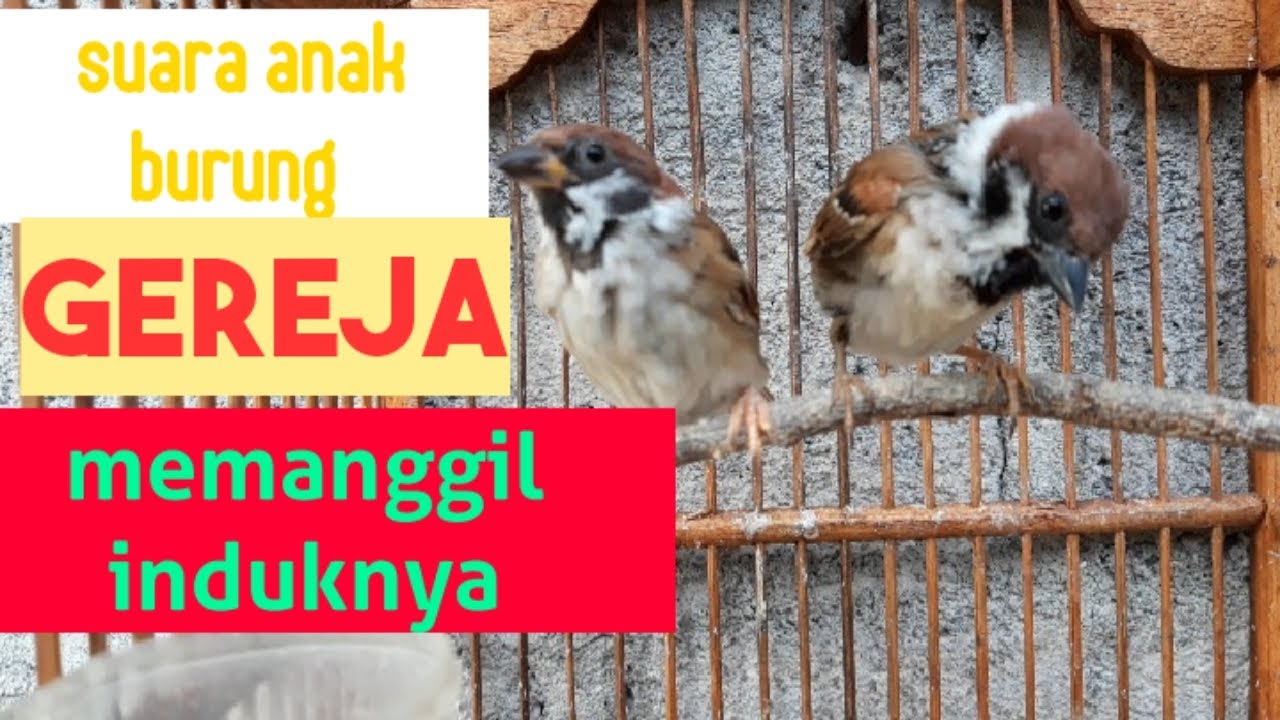 Suara anakan burung gereja,untuk memikat indukan burung gereja lain