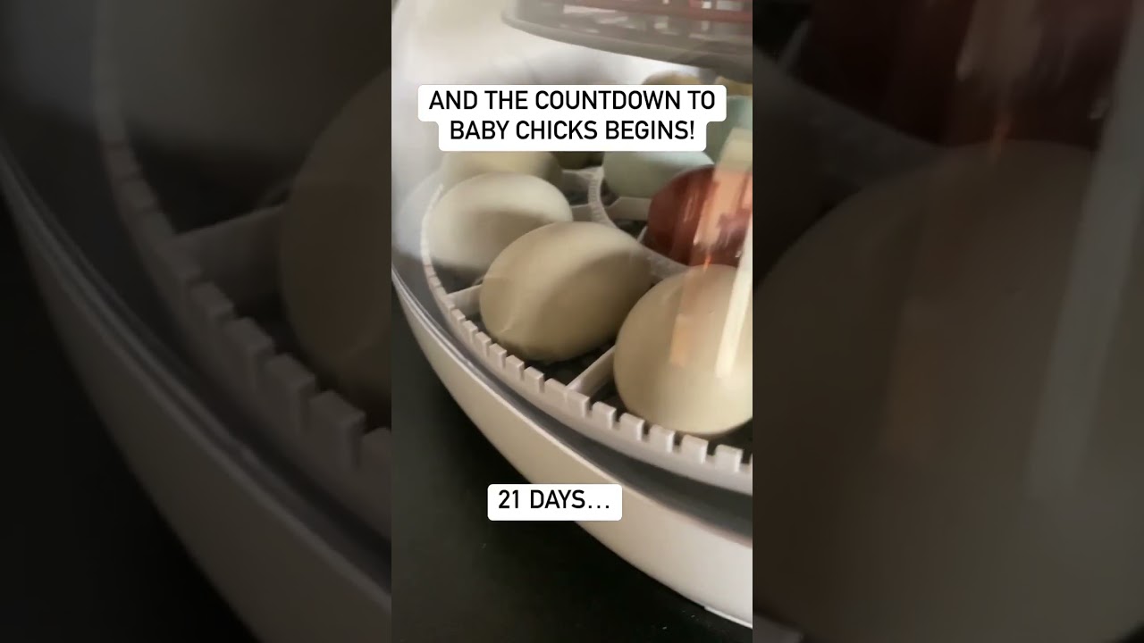 Baby chicks coming soon! 