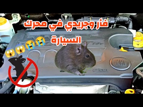 فيديو: إبعاد الفئران عن النشارة - كيفية تجنب مشاكل القوارض التي تعيش في النشارة