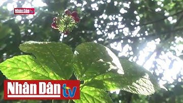 Sâm Ngọc Linh trên đỉnh Sam Ta | Câu chuyện cuộc sống