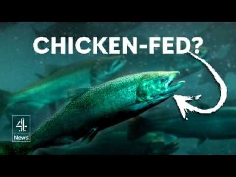 Would you eat salmon fed with chicken by-products?