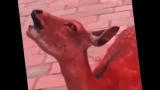 Gourmet Race Screaming Deer Remix