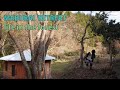 師走の何気ない一日　沢庵造り　紅葉の特殊伐採　山暮らし　田舎暮らし 　forest life　selfsufficient lifestyle homestead