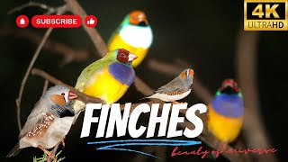 Finches | Birds Simple Videos | Beauty of universe by What have in universe 50 views 7 months ago 4 minutes, 47 seconds
