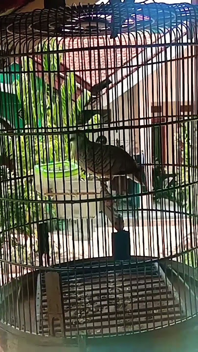 pancingan suara gede prukutut lokal langsung nyaut #prekututlokal
