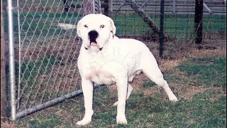 Southern Bulldogs : White English, Old Southern Whites & American Bulldogs. by Pride of the Southland Kennels and Farm  1,151 views 3 months ago 12 minutes, 10 seconds