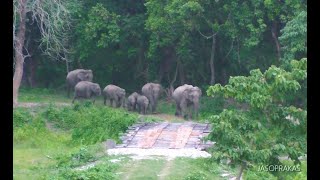 Wildlife At A Glance I এক নজরে বন্যপ্রাণী I वन्य जीवन एक नज़र में I ഒറ്റനോട്ടത്തിൽ വന്യജീവി