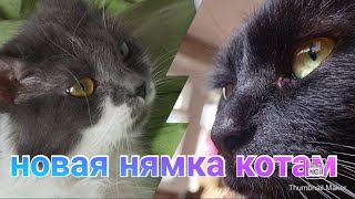 Vlog\ поставили полочку в коридор\ коты и их быт