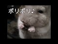 チンチラお食事タイム