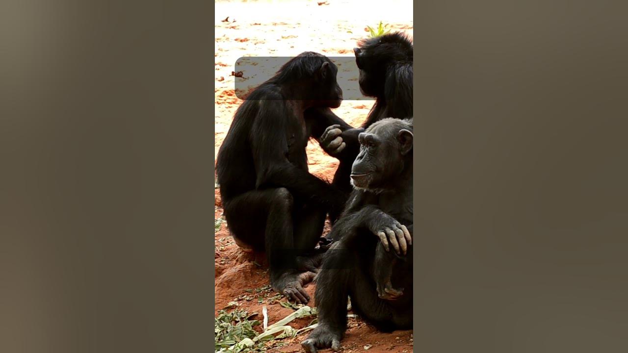 Interesting Facts About Chimpanzees #11 #shorts - YouTube