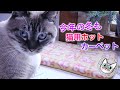 涼しくなったので猫用ホットカーペットを出しました【Jean & Pont 1906】2019/10/17 #ジャン #ポン