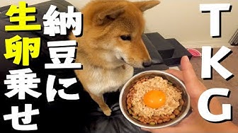 生卵 Youtube