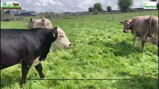 Newford Farm and its drafting of the Beef Bullock’s for 2022