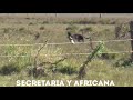 Stud El Rebelde - Galgo vs avestruz y liebre