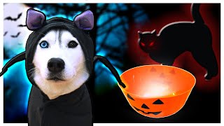 My Husky&#39;s Halloween Candy is GONE! (The Mystery of the Missing Halloween Candy)