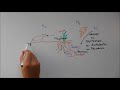 Cycles biogochimiques  cycle de lazote