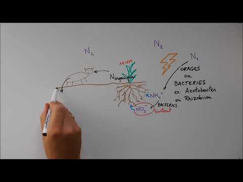 Vidéo: Quelles sont les principales caractéristiques du cycle de l'azote?