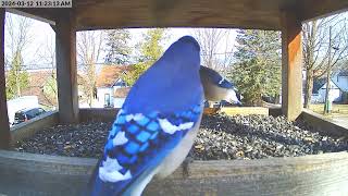 Daily Birdfeeder Highlight Reel (Tuesday)