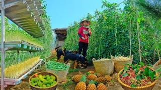 Download Lagu Harvest Bean Sprouts, Yardlong Beans And Pineapples To Sell At The Market| Cooking And Gardening Day MP3 Download Lagu Harvest Bean Sprouts, Yardlong Beans And Pineapples To Sell At The Market| Cooking And Gardening Day MP3
