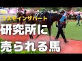 引退後に研究のために売られる競走馬も　年間数1000頭を殺処分、3年後の馬たちの今を調べてみた