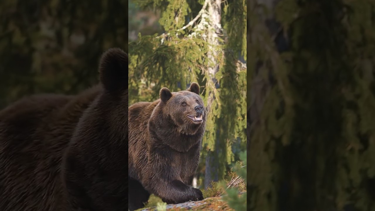 small to big animal transformation October 10, 2025