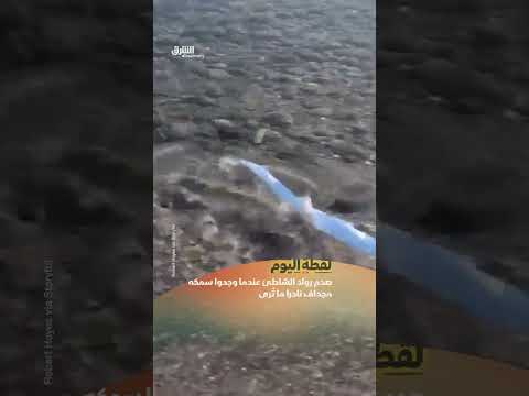 سمكة يوم القيامة