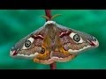 Saturnia pavonia moth development