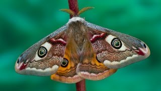 Saturnia pavonia moth development