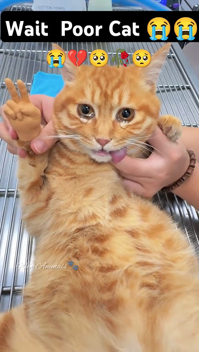 INI MEMBUATKU MENANGIS 😭😭💔💔Semua KUCING BUTUH BANTUAN🥺 🥀🥀#kucing #pecintakucing #miskin#sedih #anakkucing