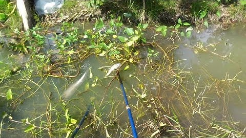 Xiệt trúng mánh cá lóc bự sau cơn mưa đêm | kích cá miền tây 