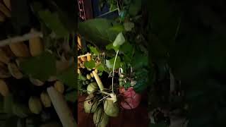 persiapan ruwatan murwakala