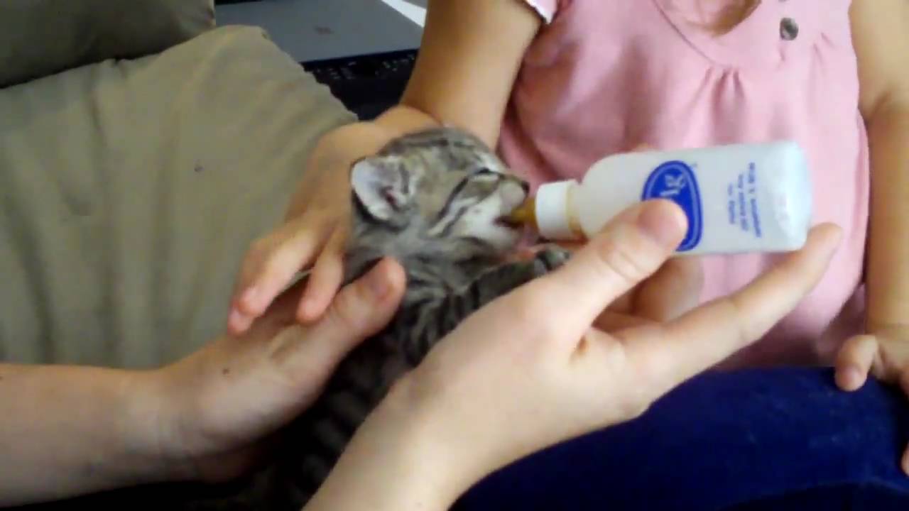 What How To Feed Kittens Age 4 To 6 Weeks Old Youtube