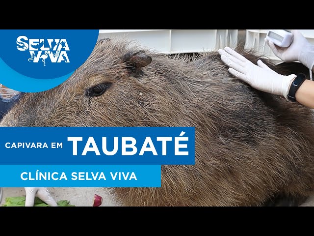 PM resgata capivara no Fórum de Taubaté, Vale do Paraíba e Região