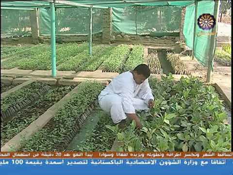 شجرة النيم