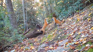 Catch me if you can! Red foxes behind our home, Hendersonville, NC