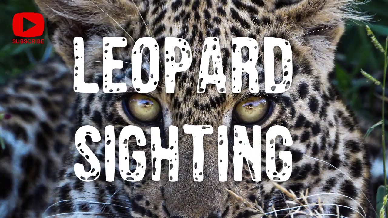 THE BEST LEOPARD SIGHTING