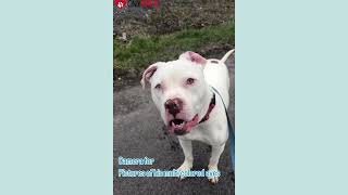 Adoptable Henry