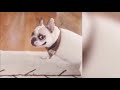 Funny dogs #10 - Смешные собаки, приколы с собаками (Coub, TikTok)