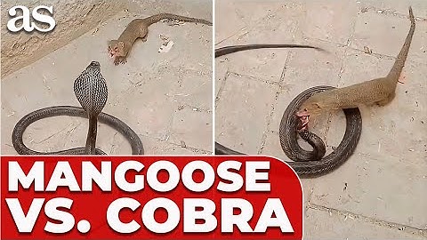 Watch a MONGOOSE DESTROY a COBRA like it’s NOTHING