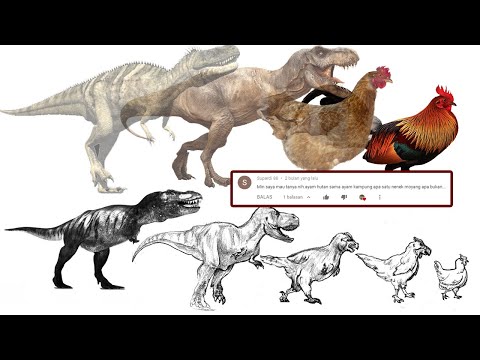Apakah Ayam Kampung dan Ayam Hutan Memiliki Nenek Moyang yang Sama? Apa Hubungannya Dengan T-Rex?