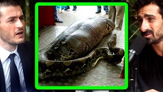 Anacondas have eaten humans | Paul Rosolie and Lex Fridman