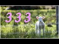 The Prophetic Meaning of 333