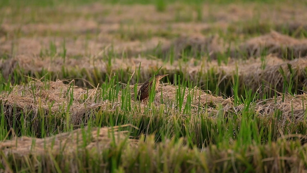 栗苇鳽 Cinnamon Bittern in Malaysia Jun2020 