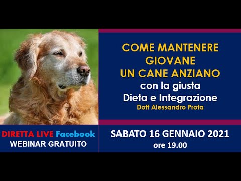 Video: Suggerimenti per l'allenamento invernale: come iniziare con Skijoring