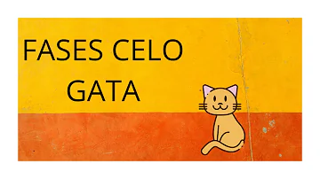 ¿Cuáles son las fases del celo de una gata?