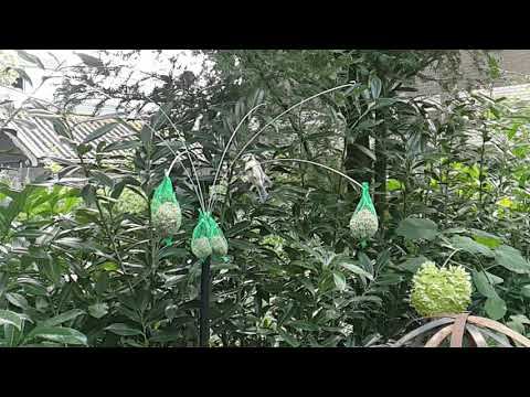 Slo-mo birds 1
